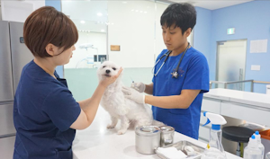 서울시, 반려동물 광견병 예방접종 지원…시민·반려동물 안전 강화 기사 이미지