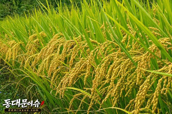 벼도 익을수록 고개를 숙인다